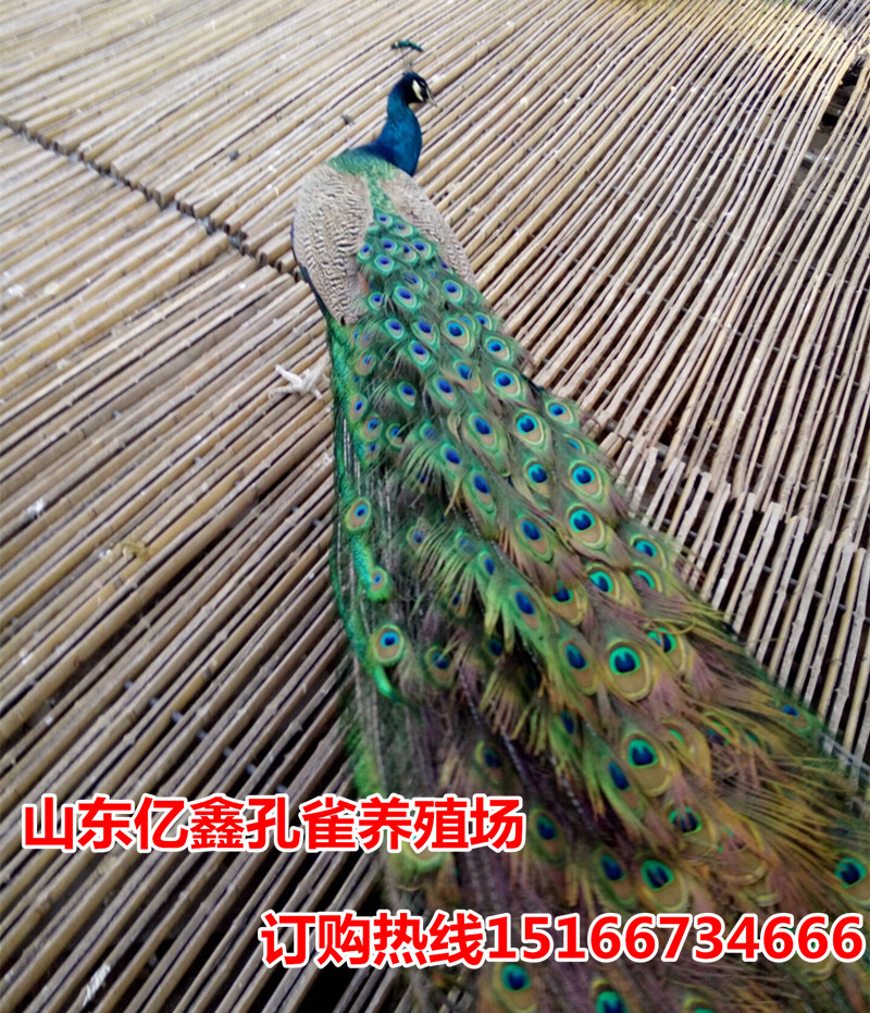 12A0624C9DA802C3311144F99C5B49F9_副本.jpg
