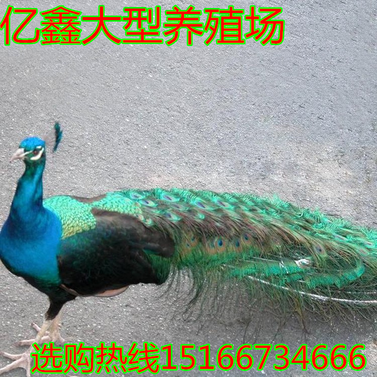 wKhQo1WPXiaEXLSeAAAAAHdj8Ho120_副本.jpg