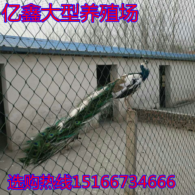 3D27B342D8A679F9FFA0A2C132A1D85C_副本.jpg