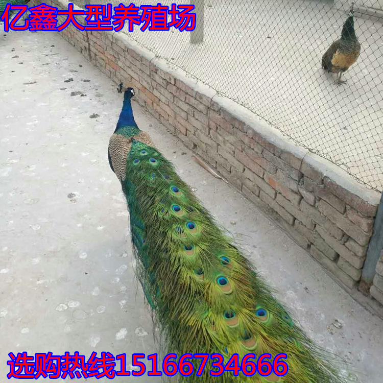 5E23AEF934133E5F71874D0E357DDDBD_副本.jpg