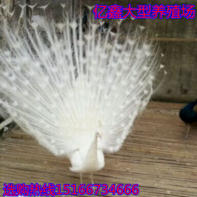 3C324C815D147362E9B9FB4E0D5B9A67_副本.jpg