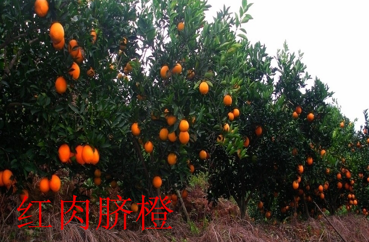子要.png
