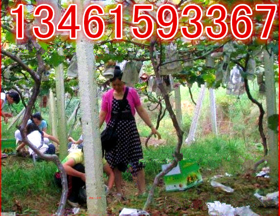 1508582067133249.jpg