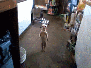 t01449ff5df56dd075e.gif