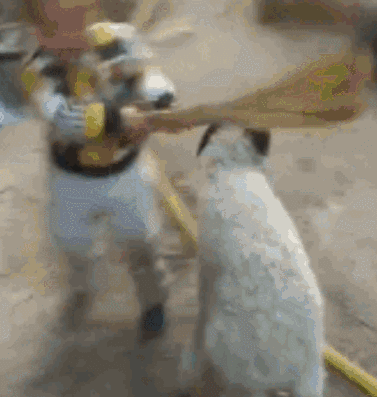 t01abb5bb4cb95d80e0.gif