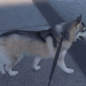 t01acad24abfe4b5252.gif