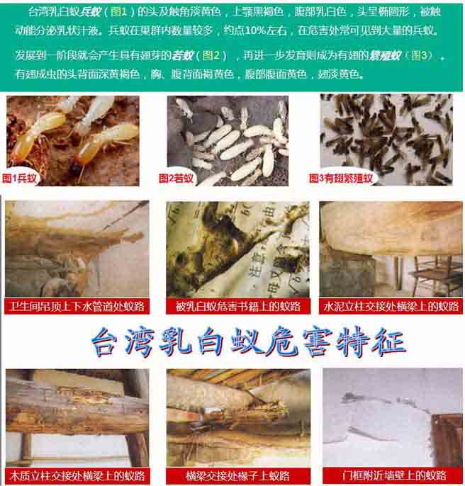 白蚁类别.jpg