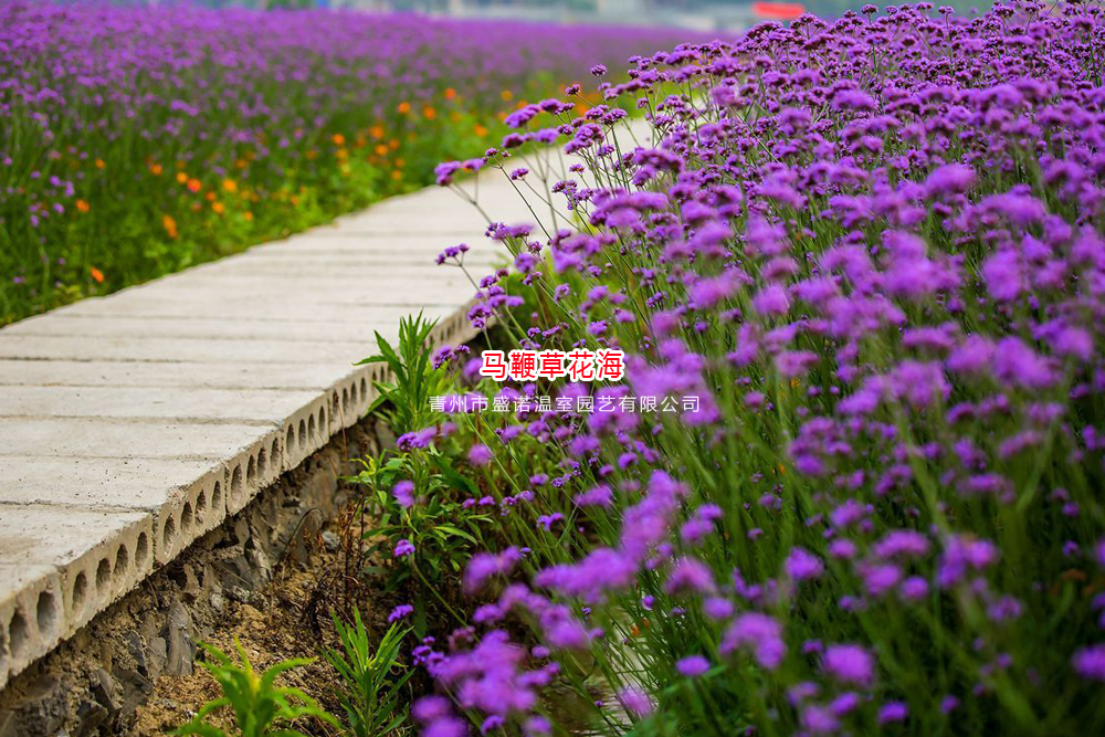 8马鞭草.jpg