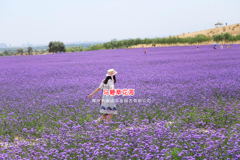 6马鞭草.jpg