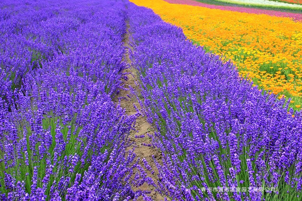 6薰衣草花海.jpg