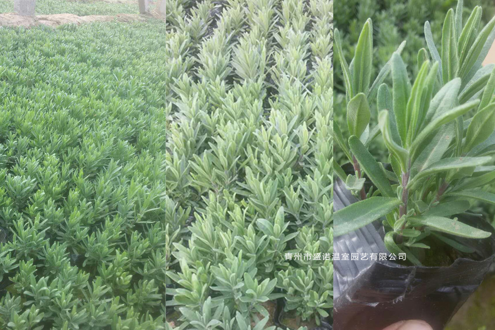 7薰衣草花海.jpg