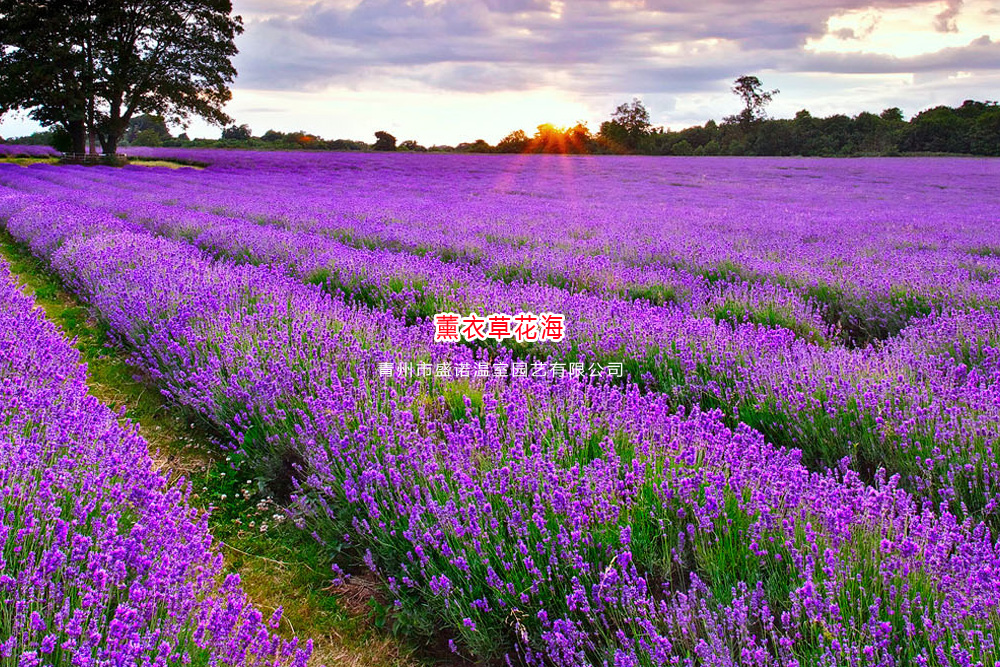 2薰衣草花海.jpg