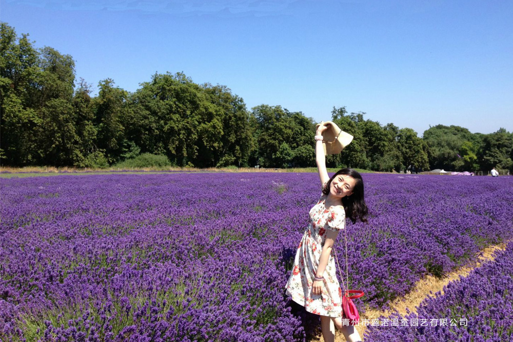 3薰衣草花海.jpg