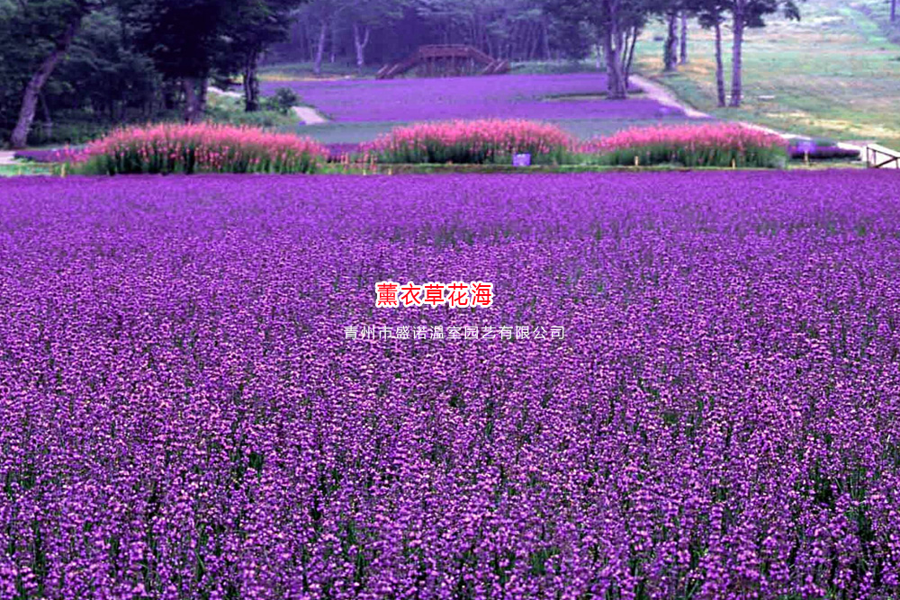 4薰衣草花海.jpg