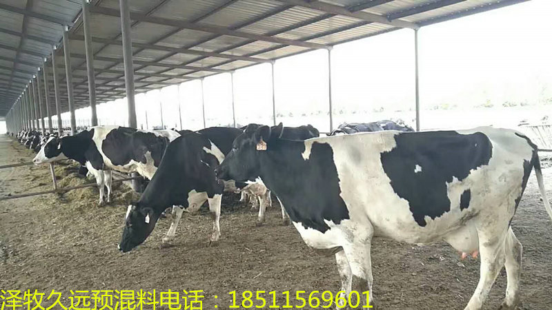 奶牛.jpg