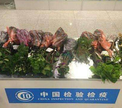 机场截获植物种苗 为什么不可以携带植物种苗？