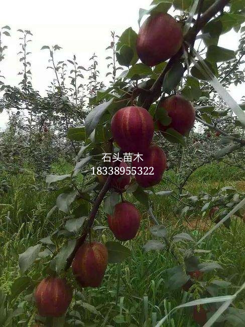 红梨.jpg