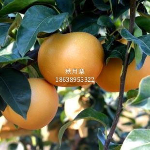 秋月梨.jpg