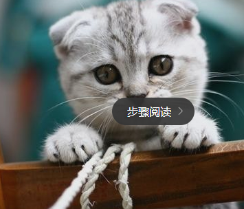 养什么猫好?十大最受欢迎的宠物猫种类排行榜