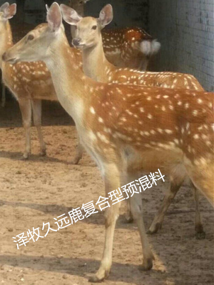 鹿3.jpg