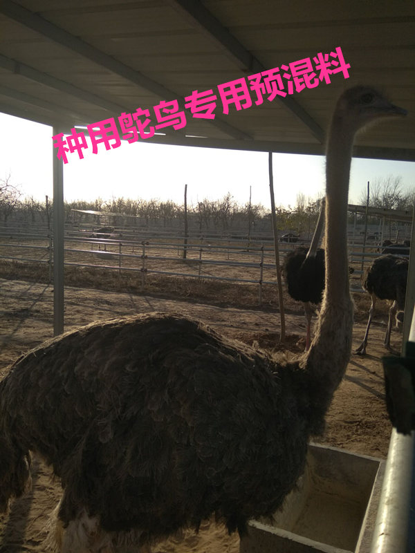 种鸵鸟.jpg