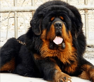 世界十大名犬