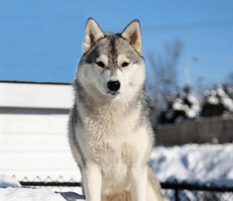 世界十大名犬