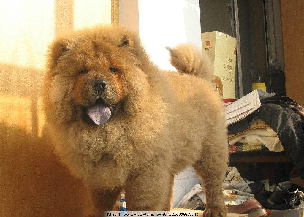 世界十大名犬
