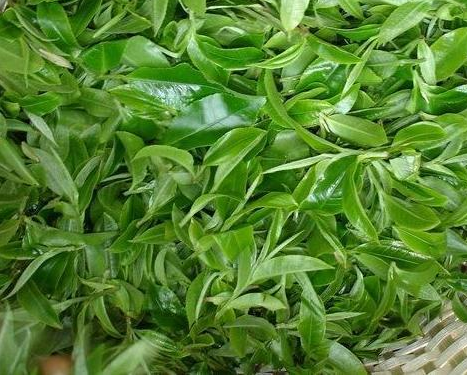中国十大茶叶品牌自推荐 喝茶有什么功效?.png