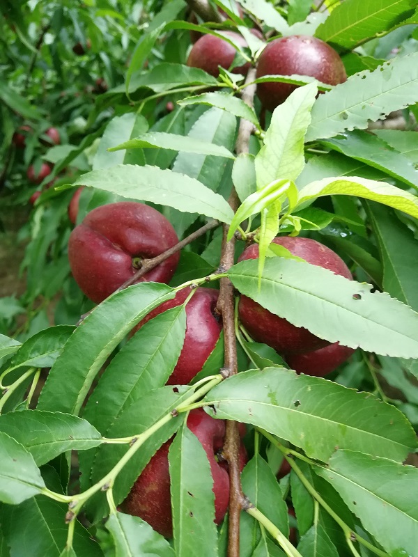 黑桃苗1.jpg