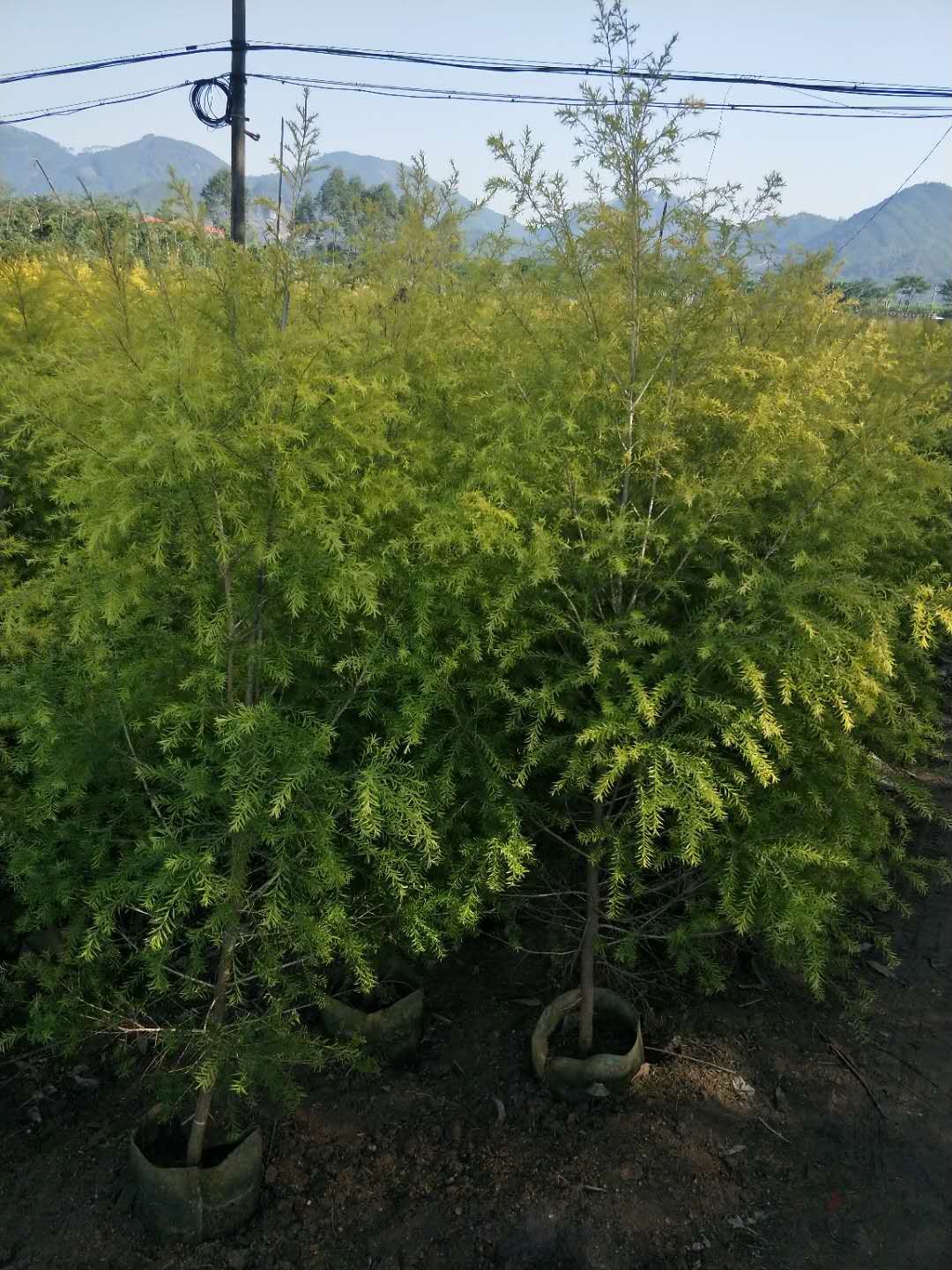 WeChat 圖片_20171224115730.jpg