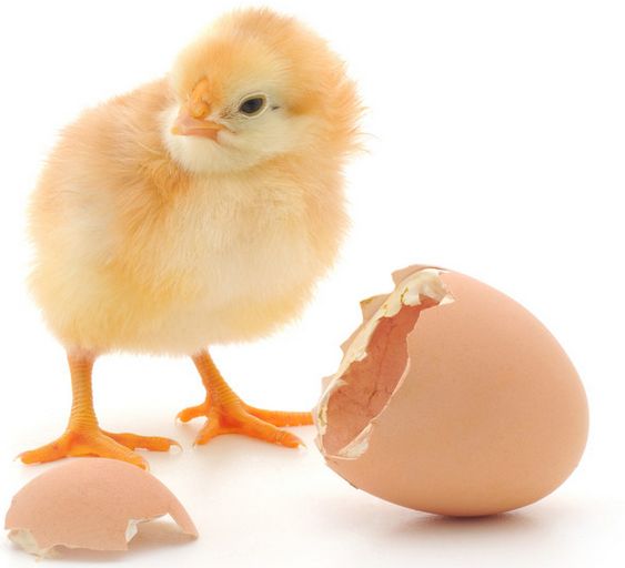 1516093062413626.jpg 雏鸡3.jpg