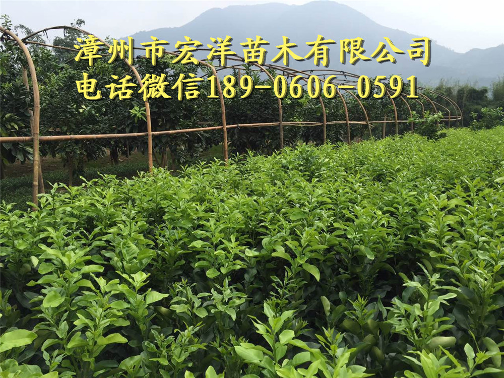 1516098422717151.jpg 三红蜜柚资料IMG_0091.jpg