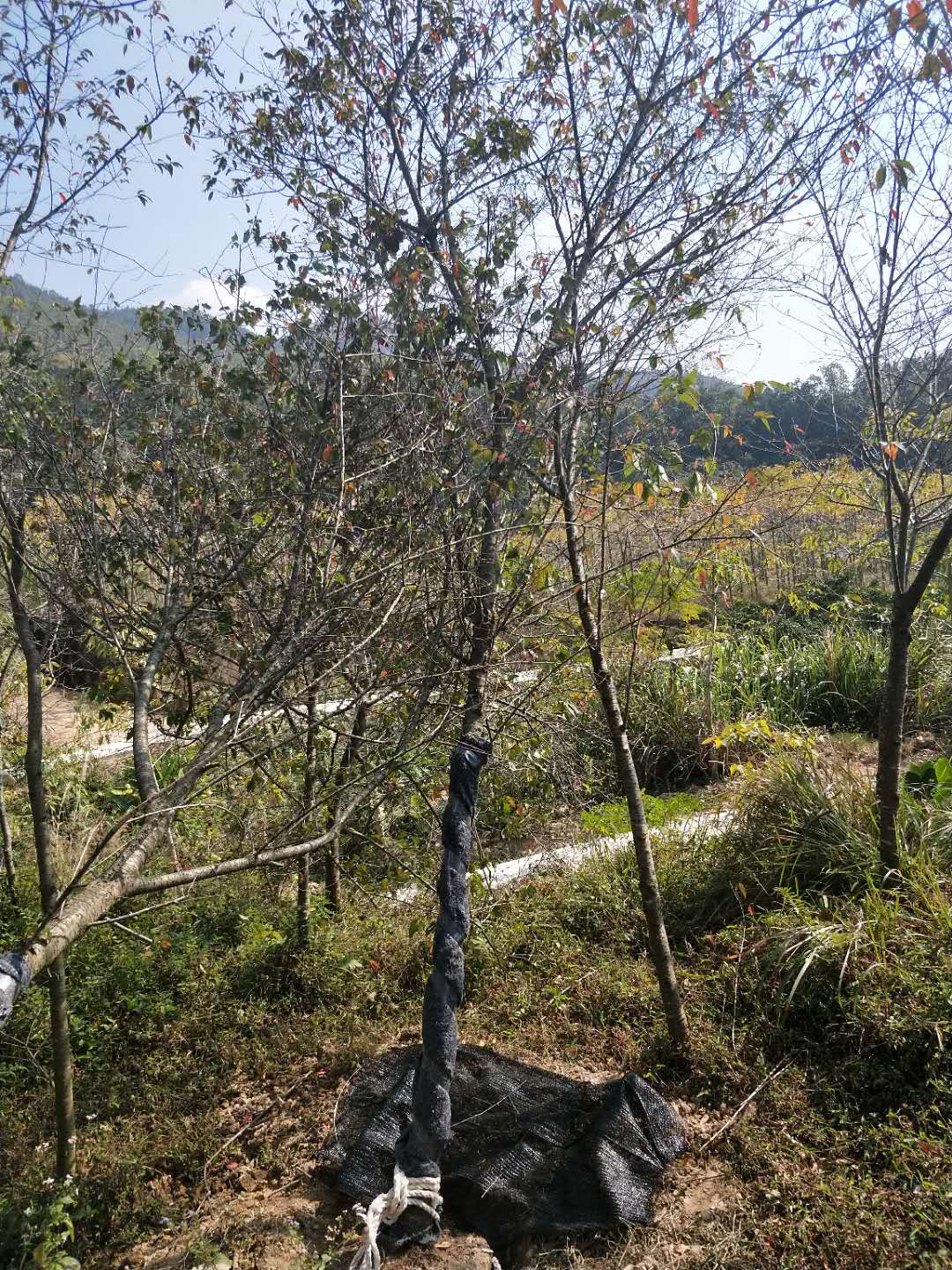 微信图片_20171226151400.jpg
