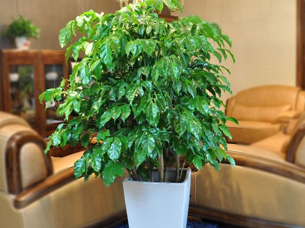 timg4.jpg 荷花苗