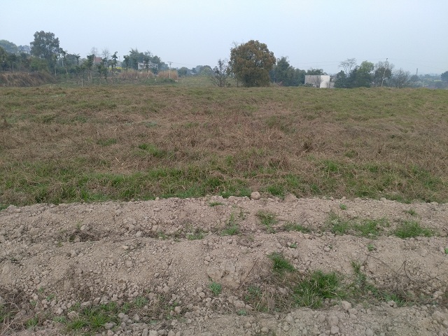 洛陽迷迭香