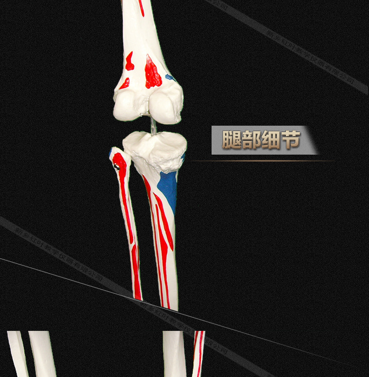 人体骨架带韧带模型骨骼医用骨骼模型