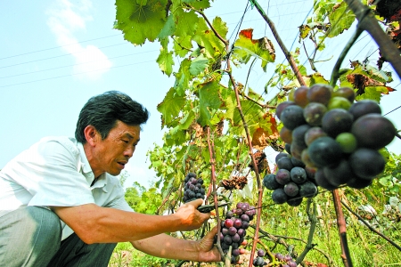 葡萄代购 葡萄代收
