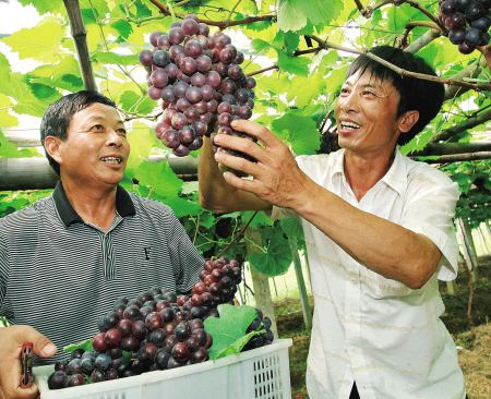 葡萄代购 葡萄代收