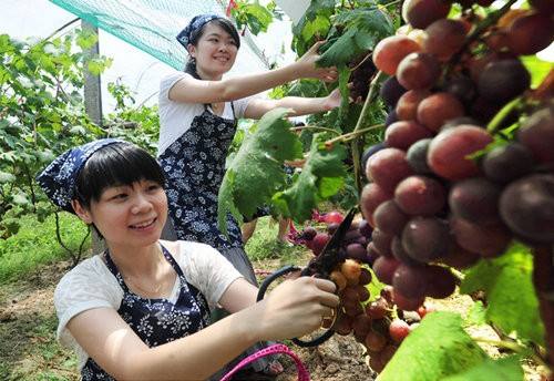 葡萄代收 葡萄代收
