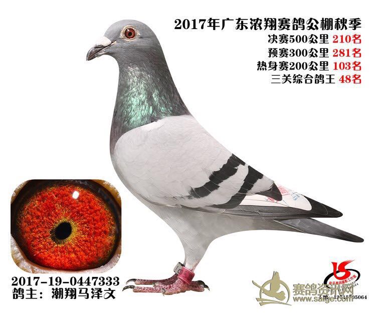 漳州林成龙鸽业