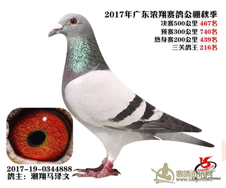 漳州林成龙鸽业