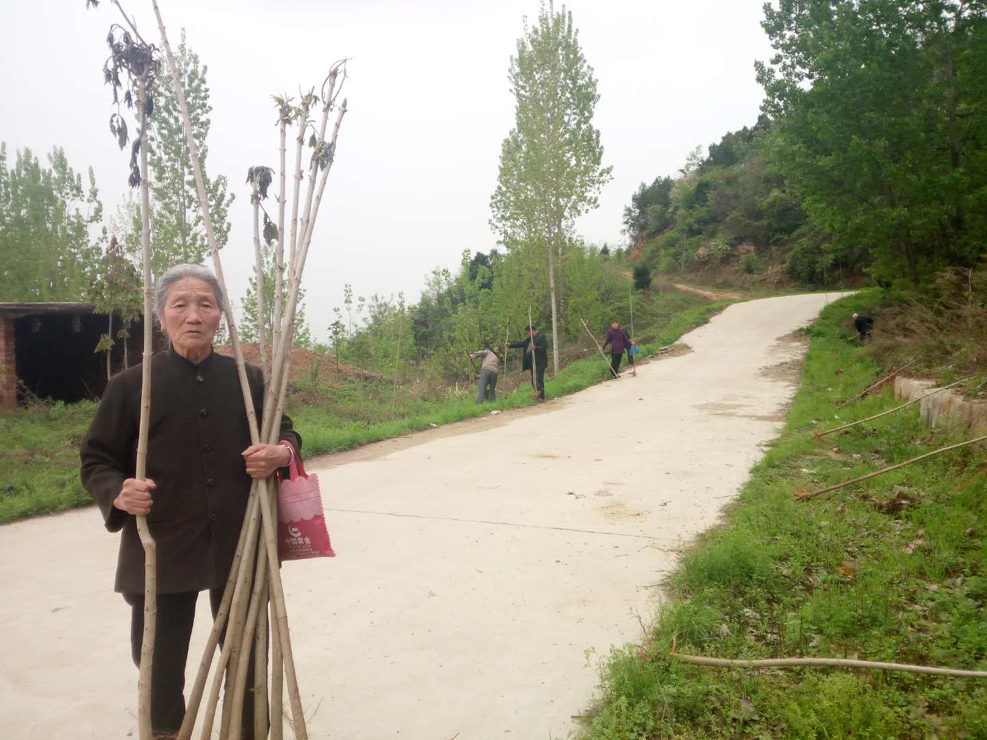 西峽重阳寺二月十九种植菩提树的场景|寺院动态-重阳寺