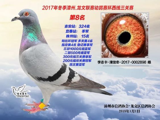漳州信鸽比赛