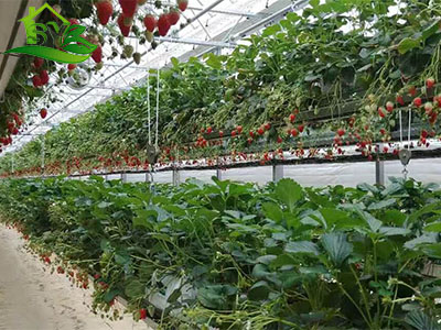 蔬菜水培|案例展示-漳州市盛胤机械设备有限公司
