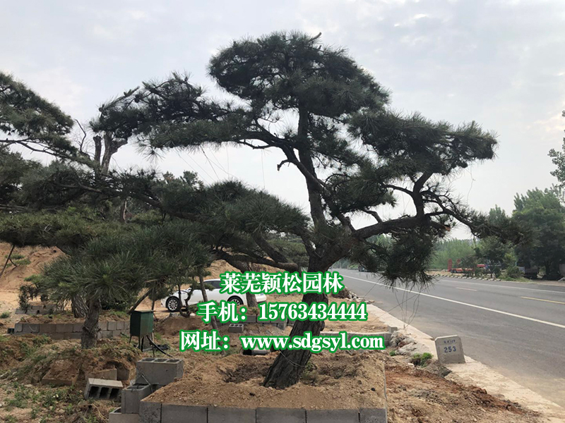 微信图片_20180515082404.jpg 造型油松