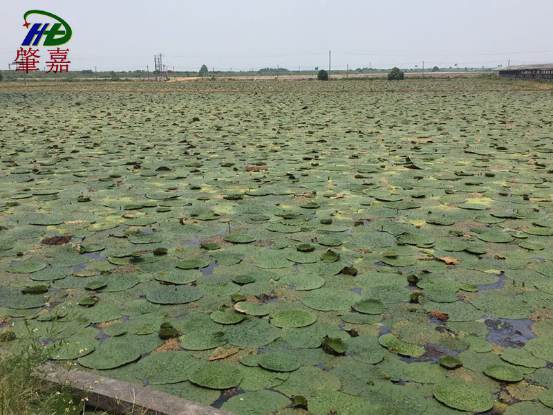种植基地|种植基地-广东省浦特农业发展有限公司 种植基地|种植基地-广东省浦特农业发展有限公司