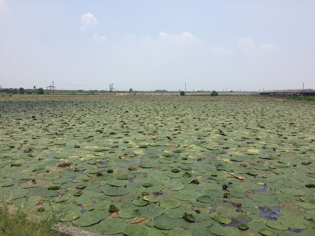 种植基地|种植基地-广东省浦特农业发展有限公司 种植基地|种植基地-广东省浦特农业发展有限公司