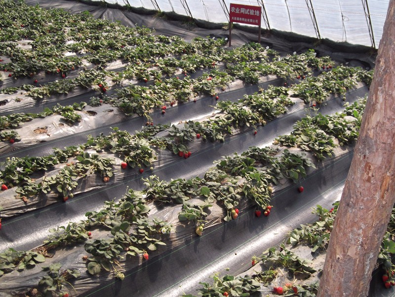 厂家供应园林果树专用防草布 地布 除草布 园艺地布|行业资讯-北京华龙亿佳土工材料有限公司