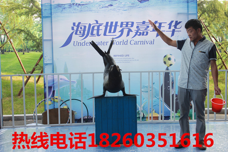 海底世界海洋生物展海狮表演|公司动态-徐州高峰展览服务有限公司